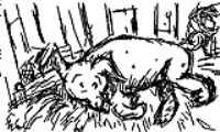 cochon