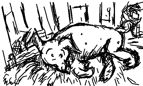 cochon