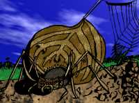 spider