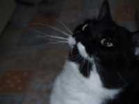 minou_chat