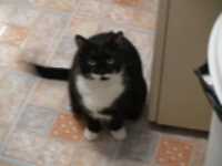 minou_fridge