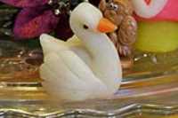 cygne