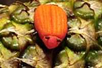 maspin_adeline_bug