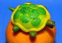 maspin_adeline_tortue