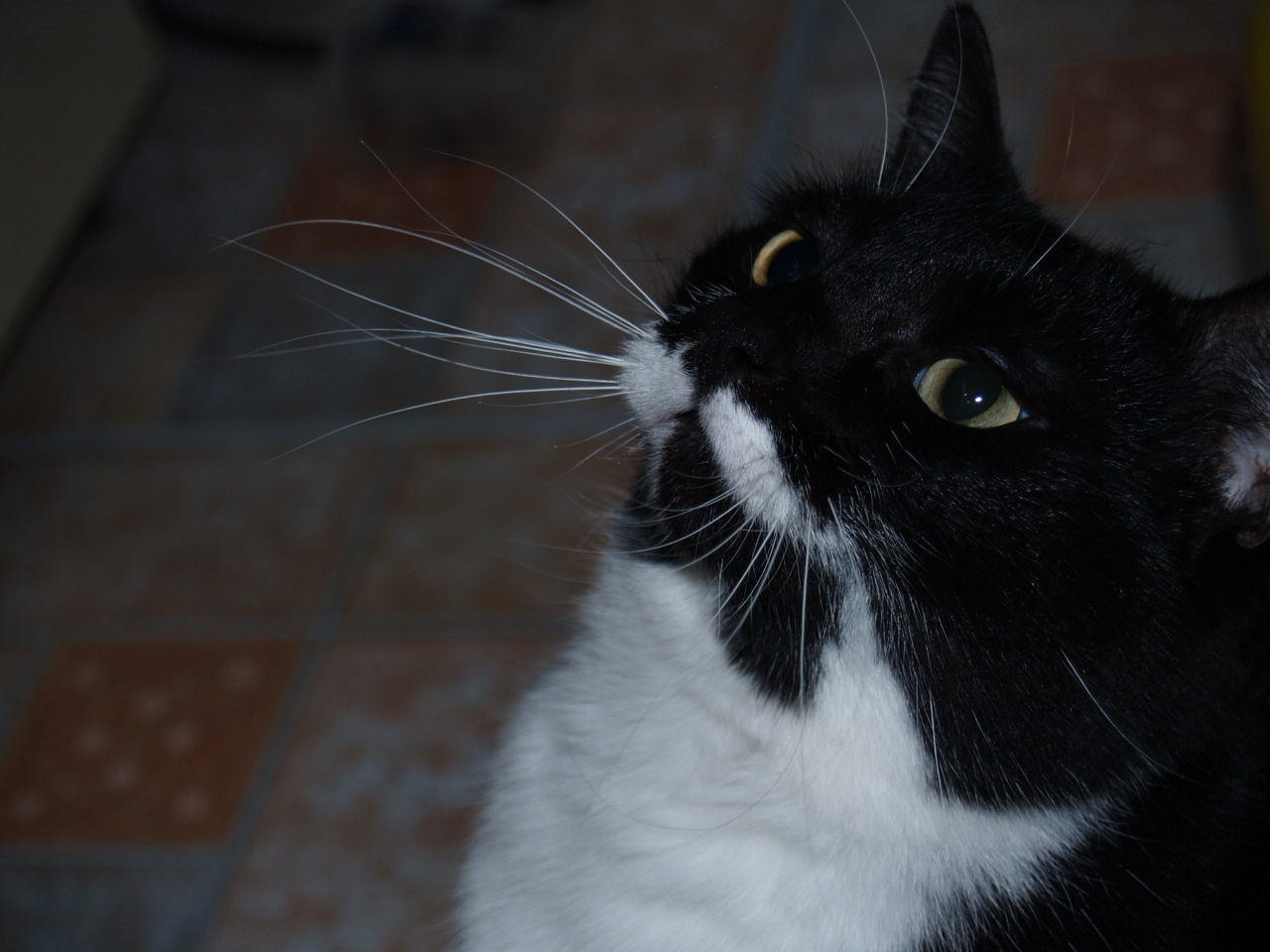 minou_chat