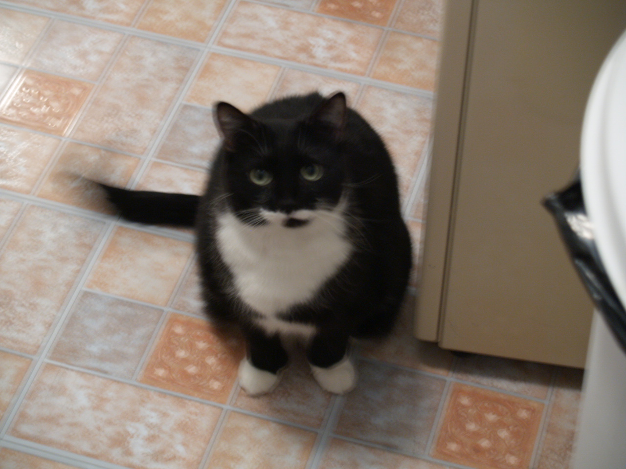 minou_fridge