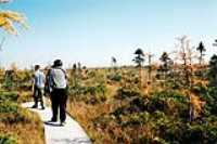 elz_ross_bog