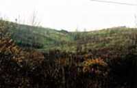 woodpile