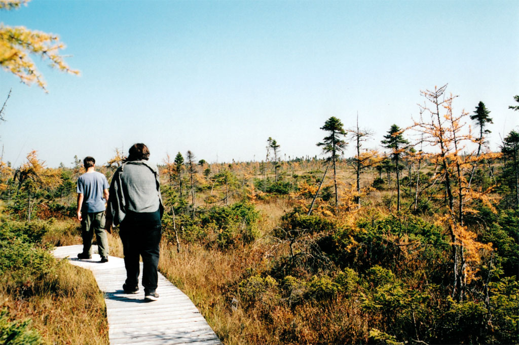 elz_ross_bog