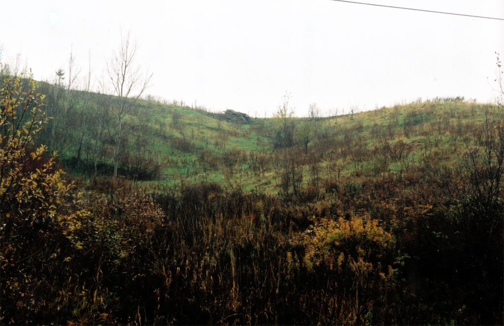 woodpile