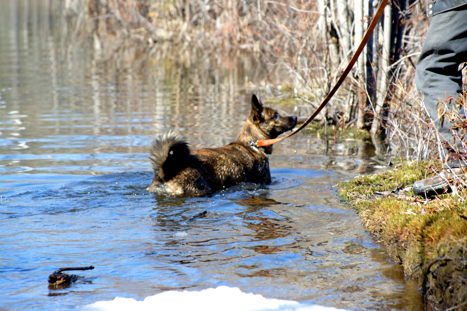 2016_04_30_etang_Bellevue_Beryl_baignade
