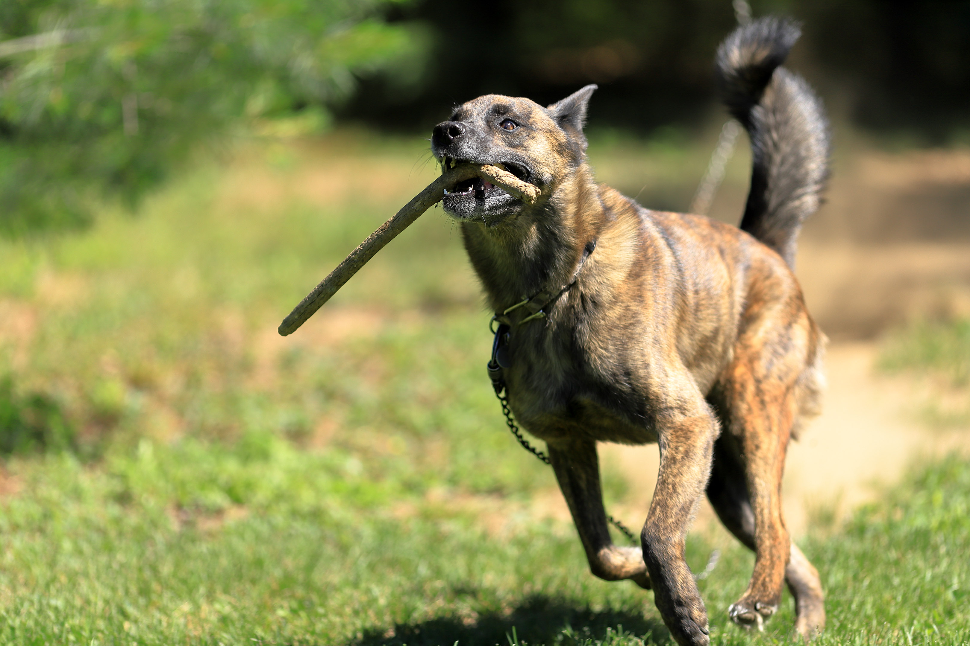 7fps_zonefocus_beryl_fetch