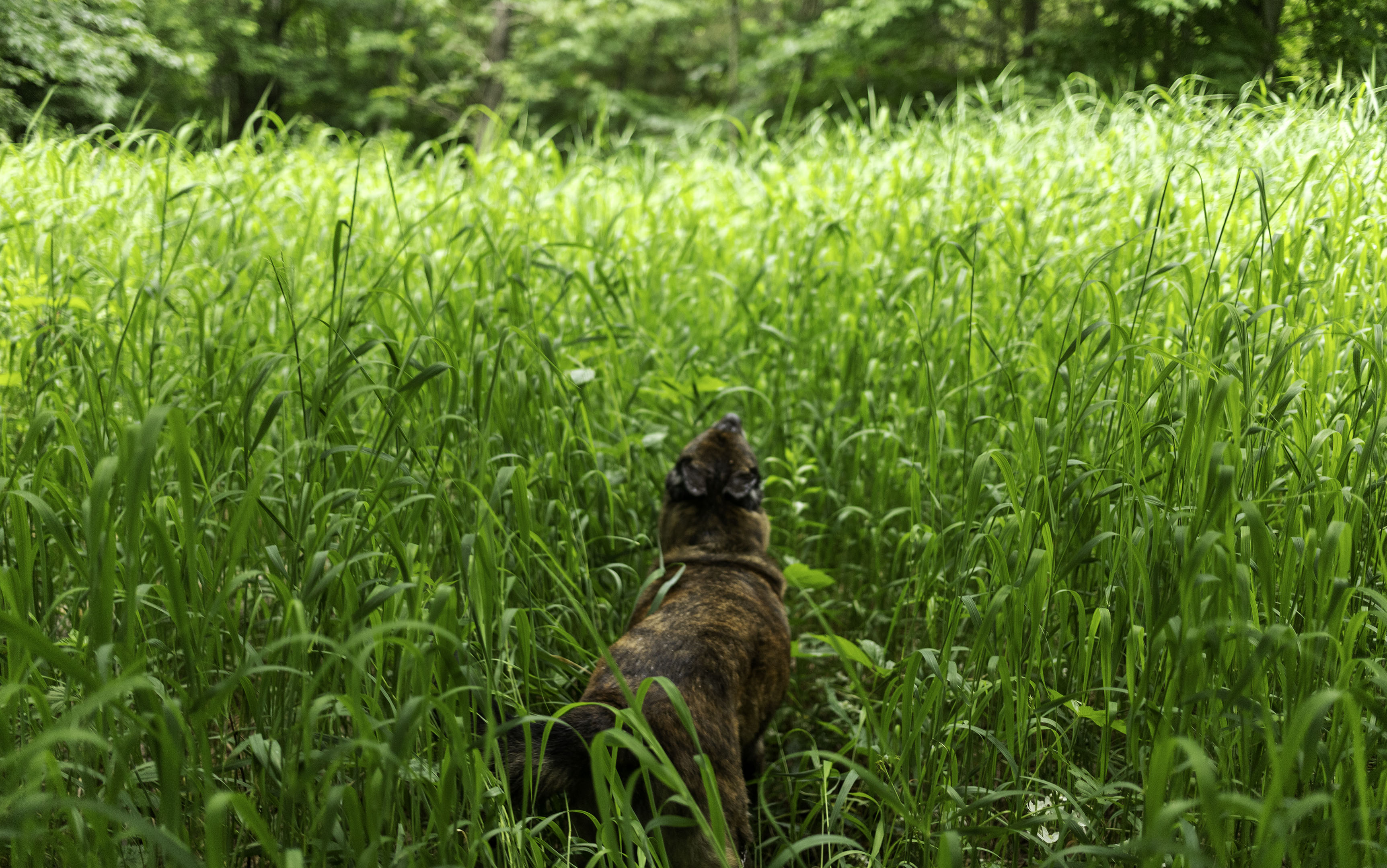 Beryl_Foret_hautes_herbes