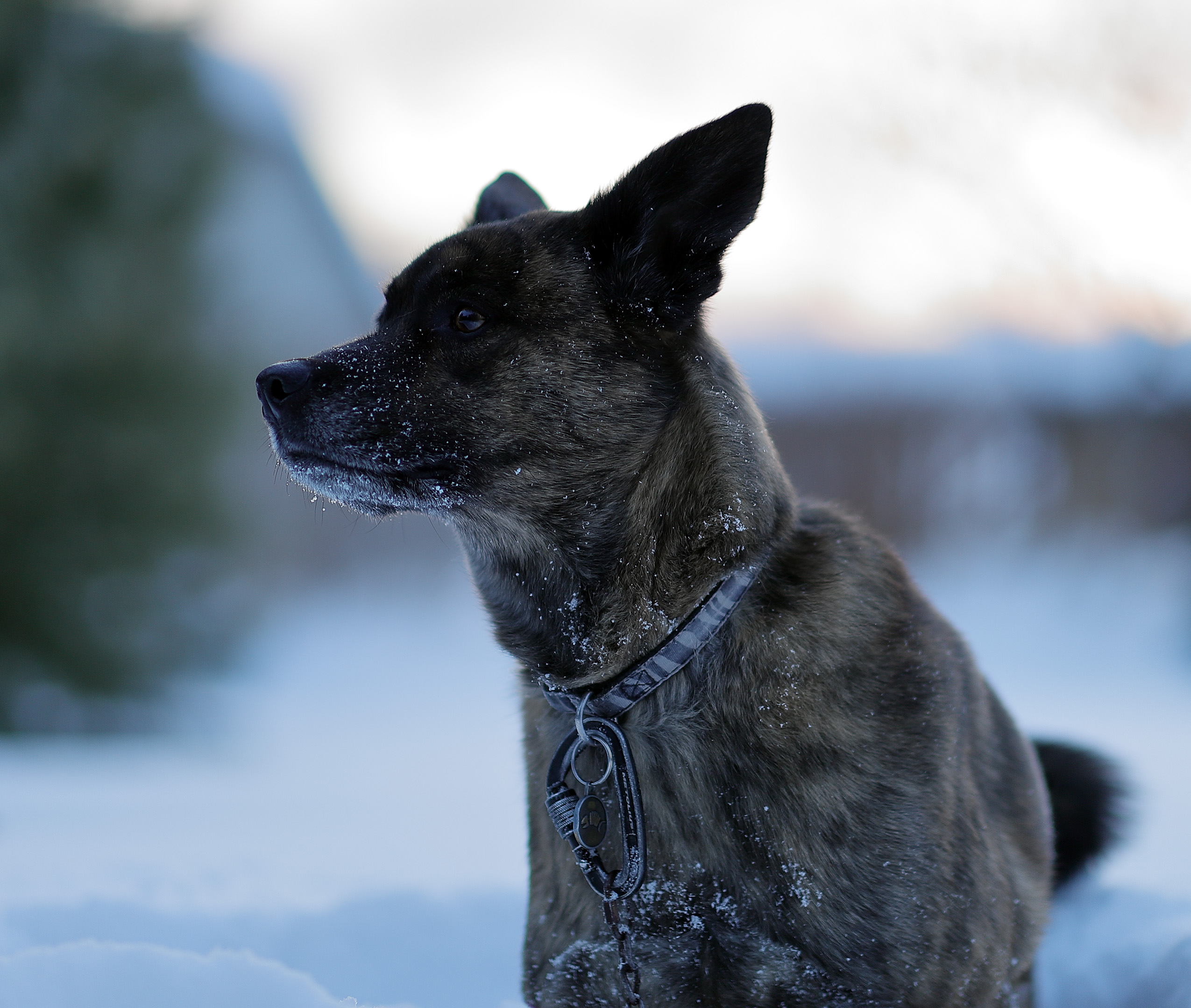 Beryl_Portrait_crop