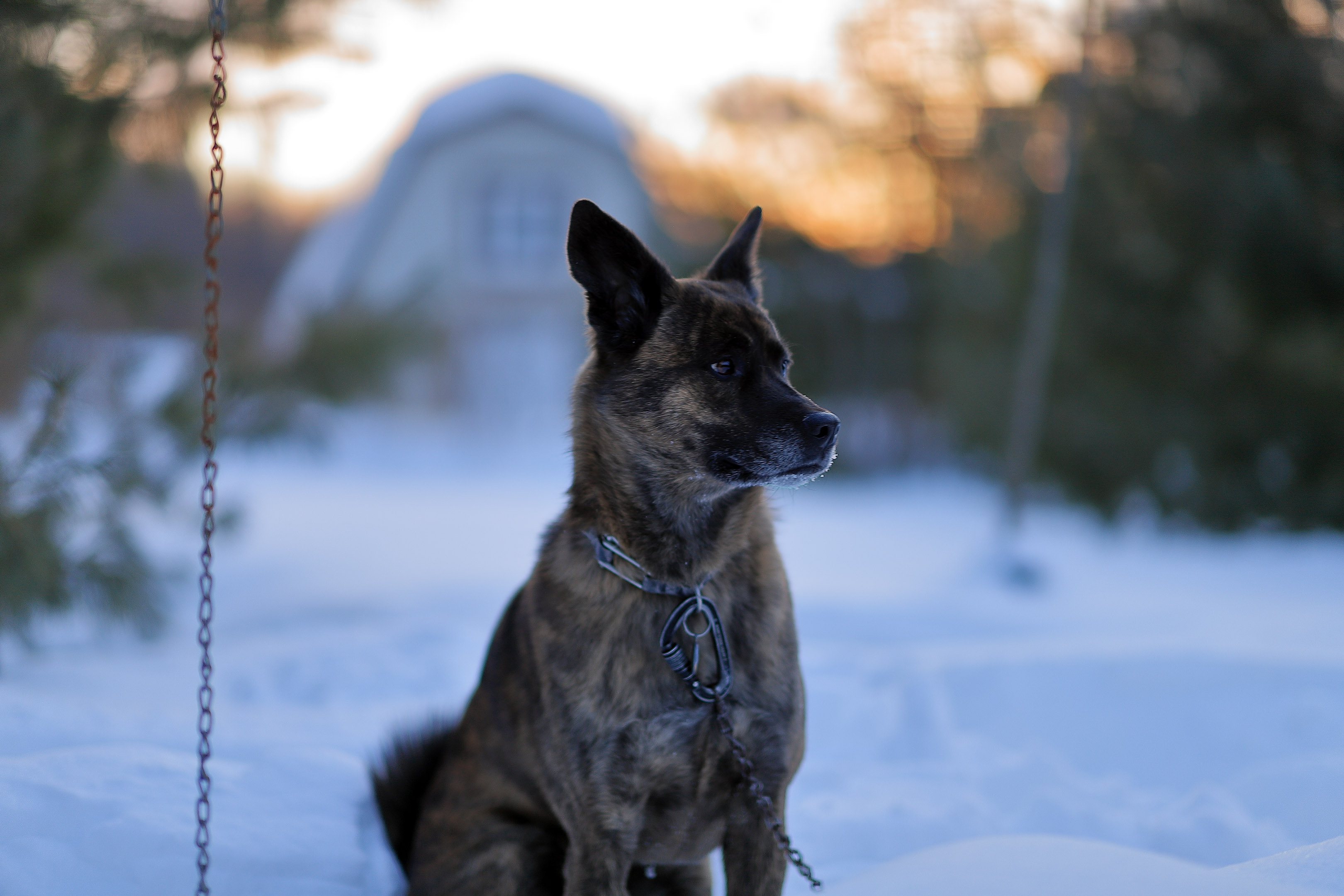 Beryl_Portrait_sunset