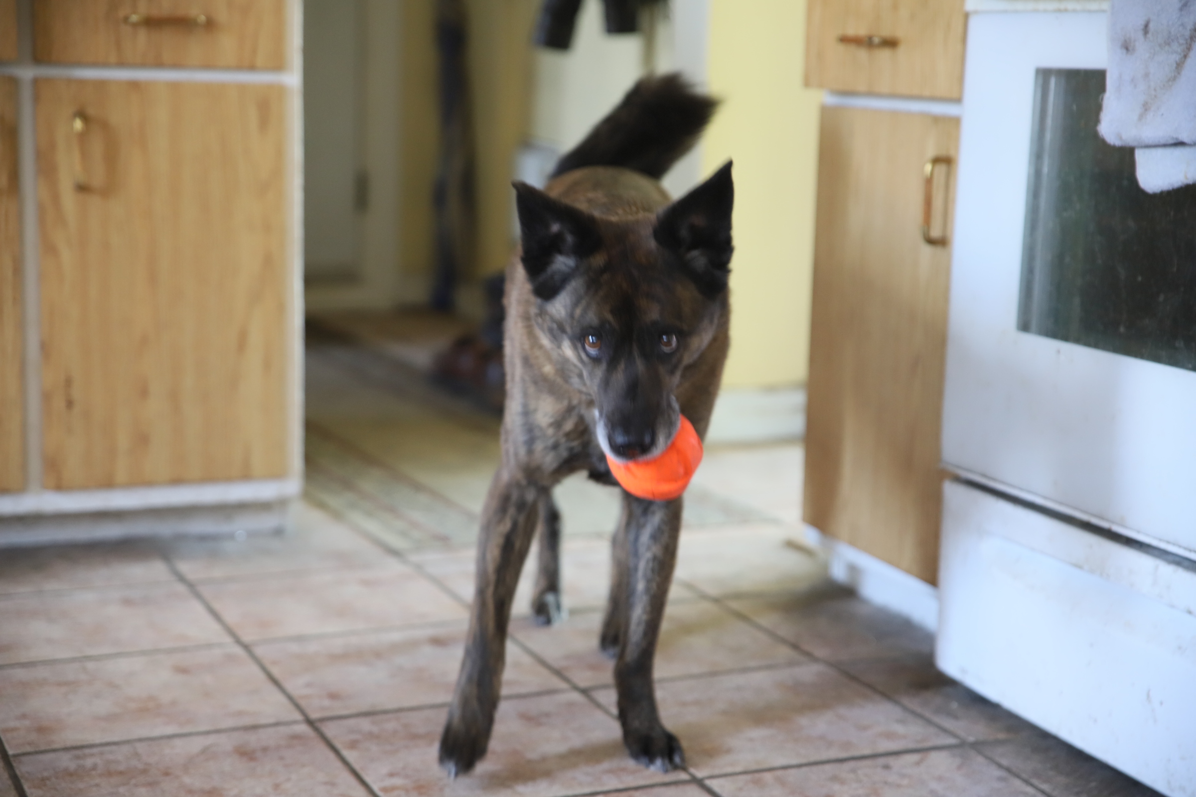 Beryl_balle_orange