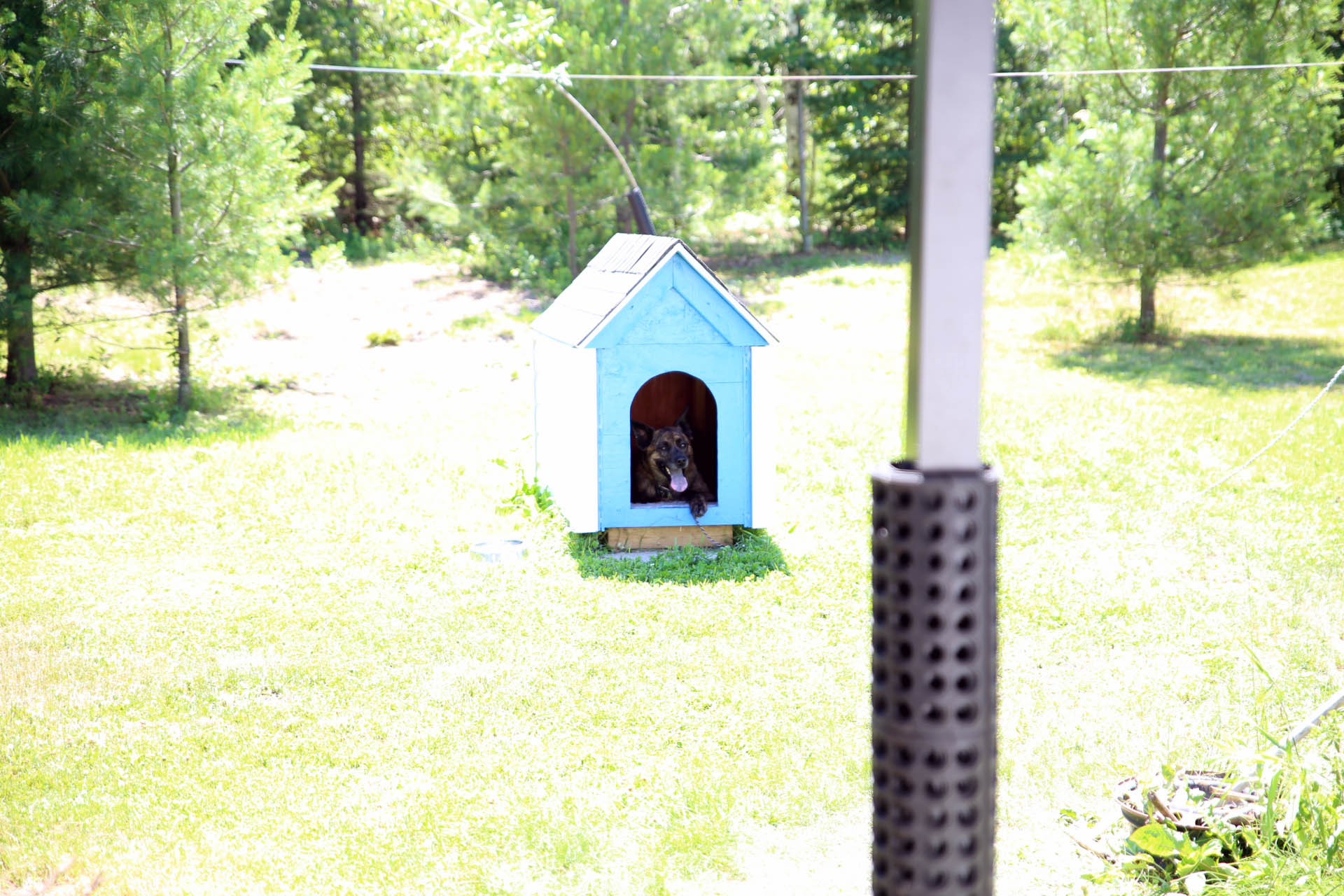 Beryl_doghouse