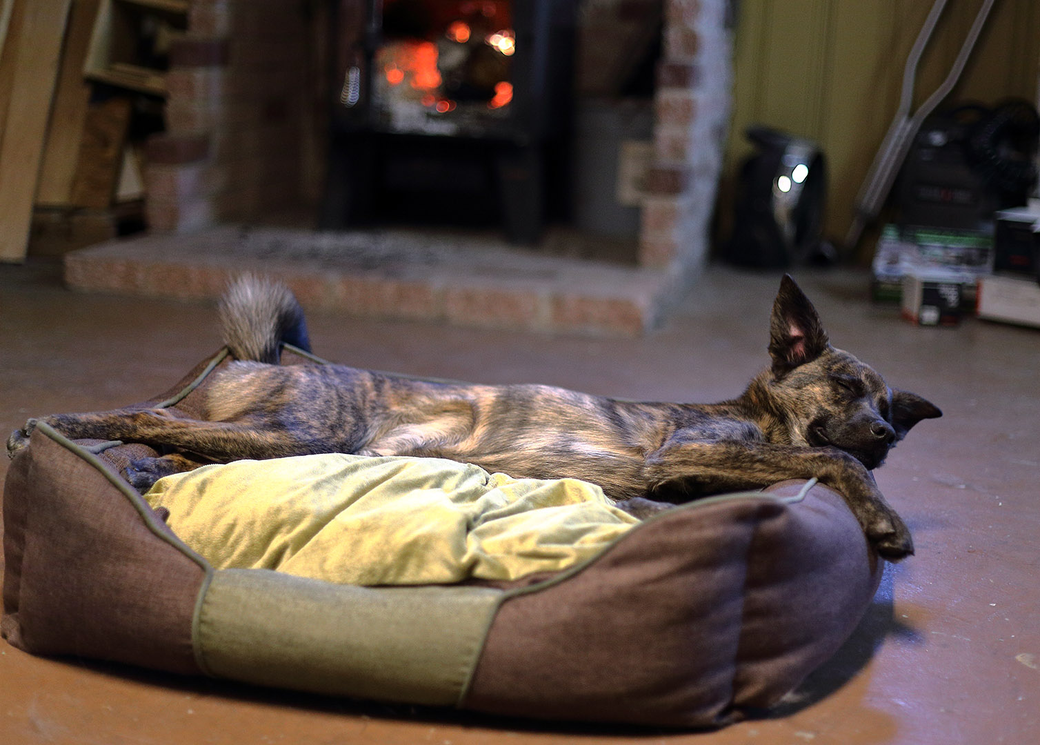 Beryl_dort_lit_a_chien