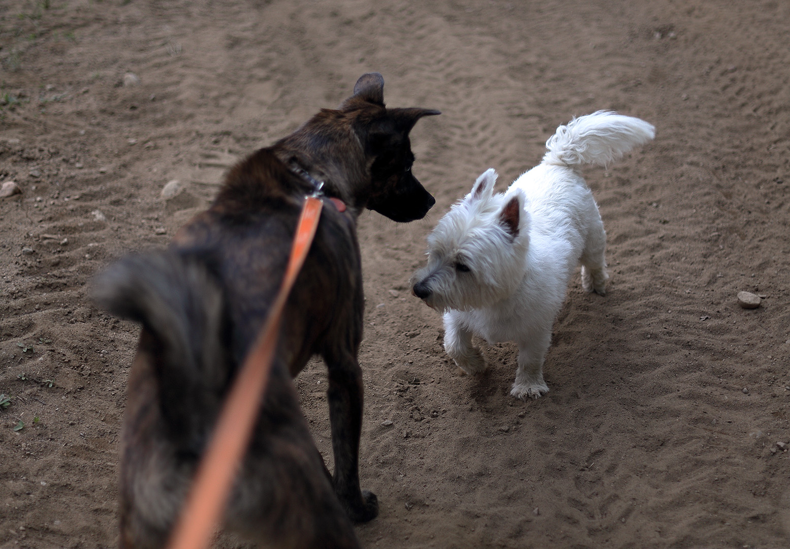 Beryl_meeting_white_dog