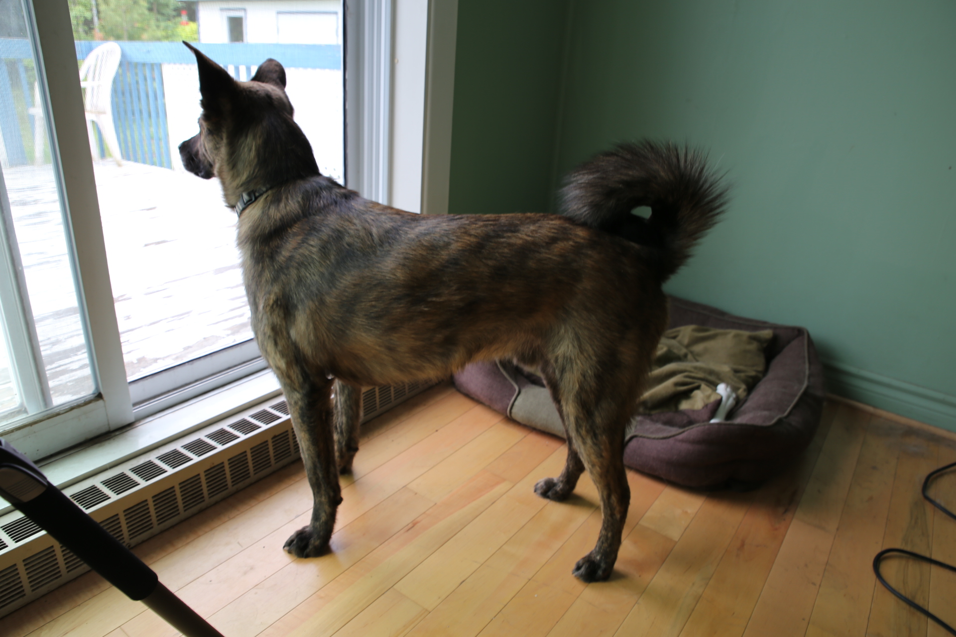 Beryl_watchdog