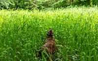 Beryl_Foret_hautes_herbes