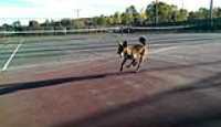Beryl_Tennis_Ball
