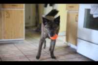 Beryl_balle_orange