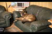 Beryl_couch