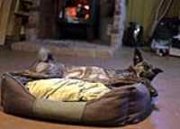 Beryl_dort_lit_a_chien
