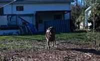 Beryl_run_backyard