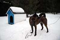 beryl_6dmk2_snow_shoot_3