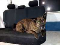 beryl_banquette