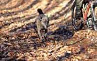 beryl_bt_remote_bike_test