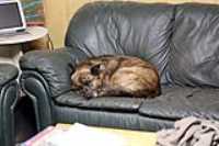 beryl_couch_ball