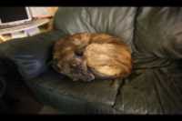 beryl_couch_boule