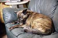 beryl_couch_close