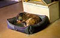 beryl_dors_balle_lit