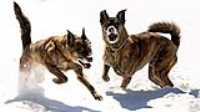 beryl_dual_snow_dog_lake