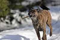 beryl_fetch_snow