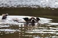 beryl_fetch_stick_water