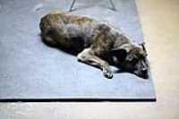beryl_floor_mat_couche