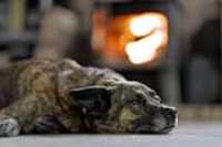 beryl_lay_floor_fire