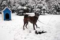 beryl_neige_hiver_cour_debout