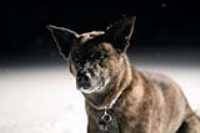 beryl_night_snow_portrait