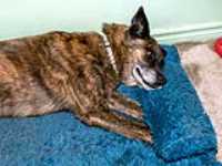 beryl_paw_under_pillow
