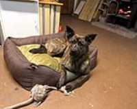 beryl_playing_bed