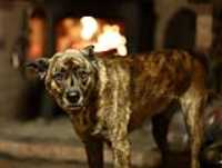 beryl_portrait_fire