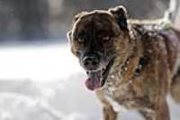 beryl_portrait_snow_lake