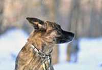 beryl_profil_neige_sunset