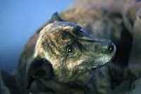 beryl_shallow_dof